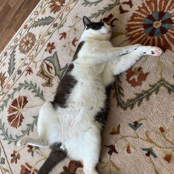 Meet your Posher, Sara - Picture 2 of 2